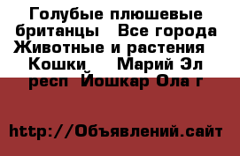 Голубые плюшевые британцы - Все города Животные и растения » Кошки   . Марий Эл респ.,Йошкар-Ола г.